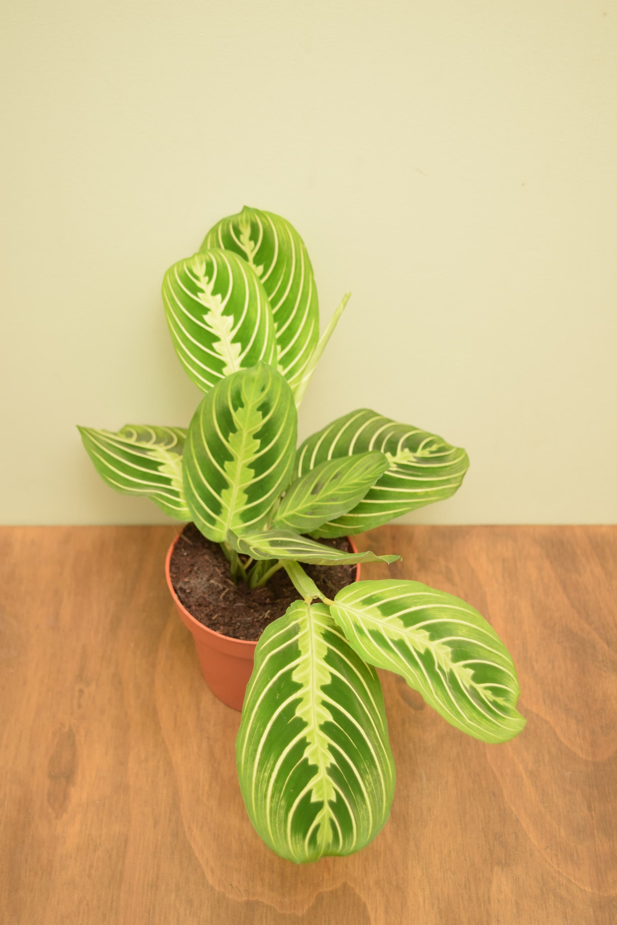 cherry lime prayer plant Maranta leuconeura var. erythroneura 'Lemon Lime'