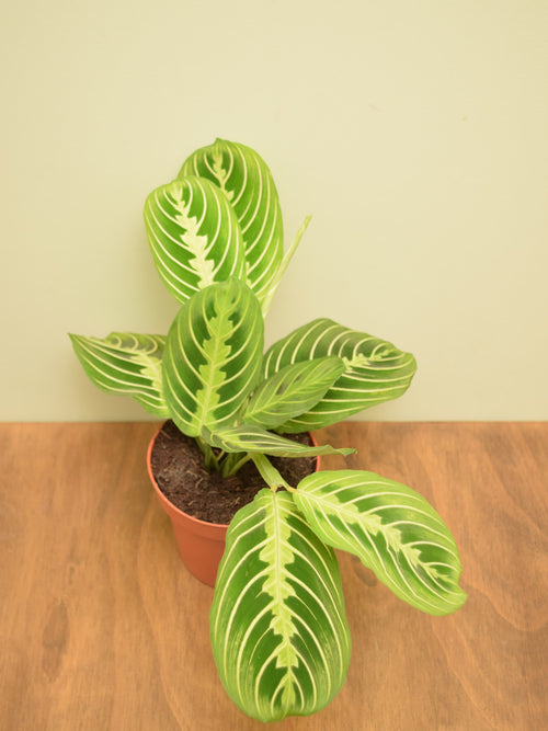 Maranta leuconeura var. erythroneura 'Lemon Lime'