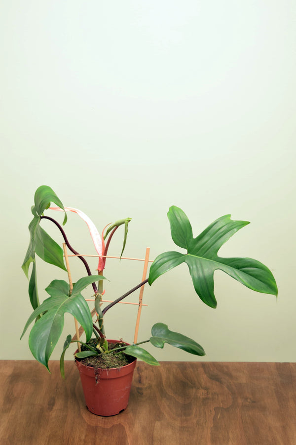 Philodendron 'Florida'