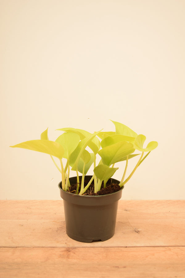 Epipremnum aureum 'Neon'