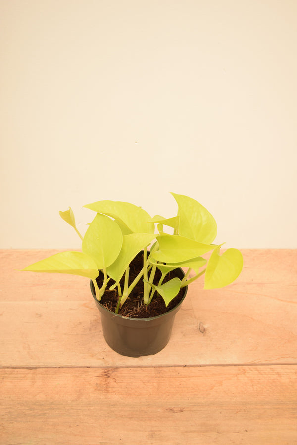 Epipremnum aureum 'Neon'