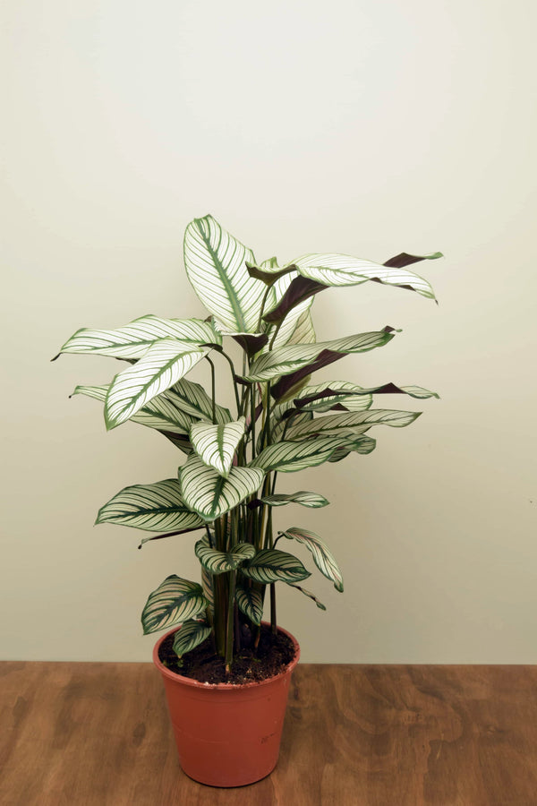 Goeppertia majestica 'Whitestar'