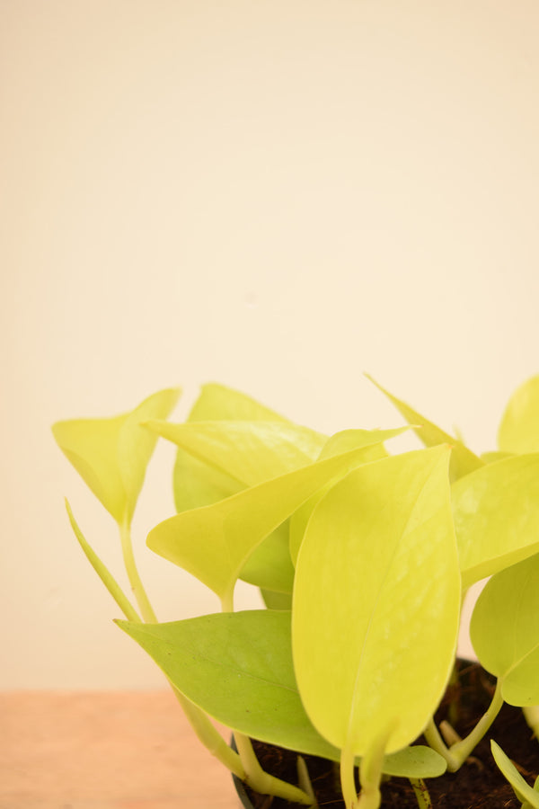 Epipremnum aureum 'Neon'