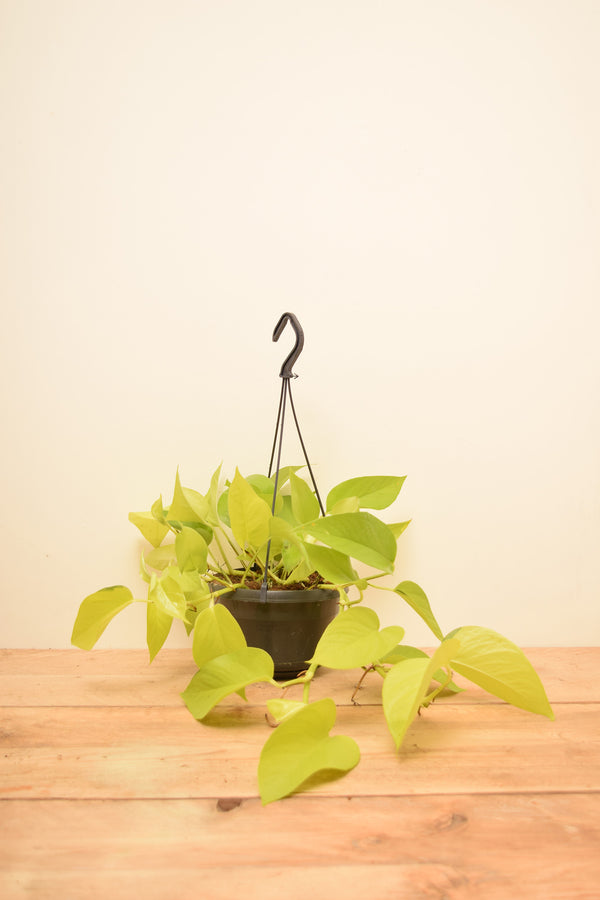 Epipremnum aureum 'Neon'