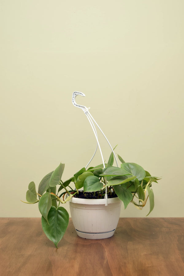 Philodendron hederaceum