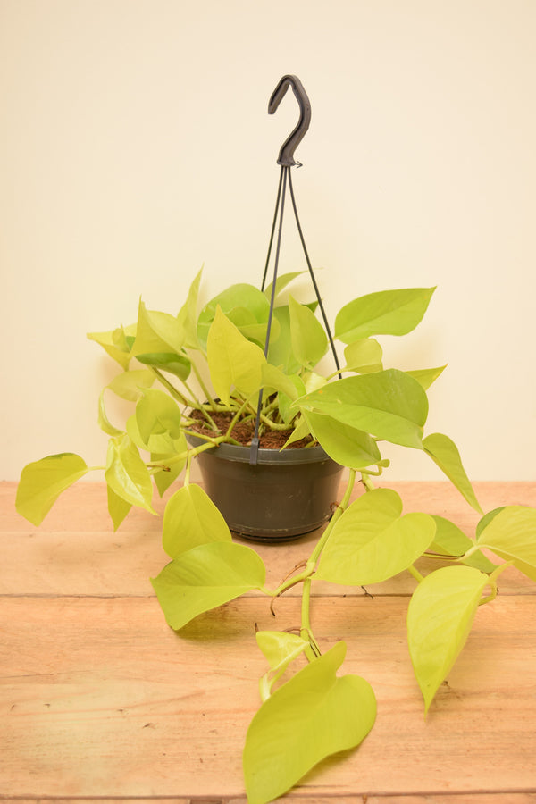 Epipremnum aureum 'Neon'