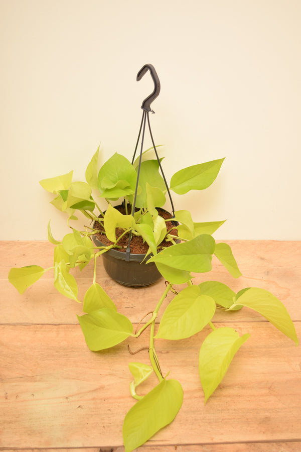Epipremnum aureum 'Neon'