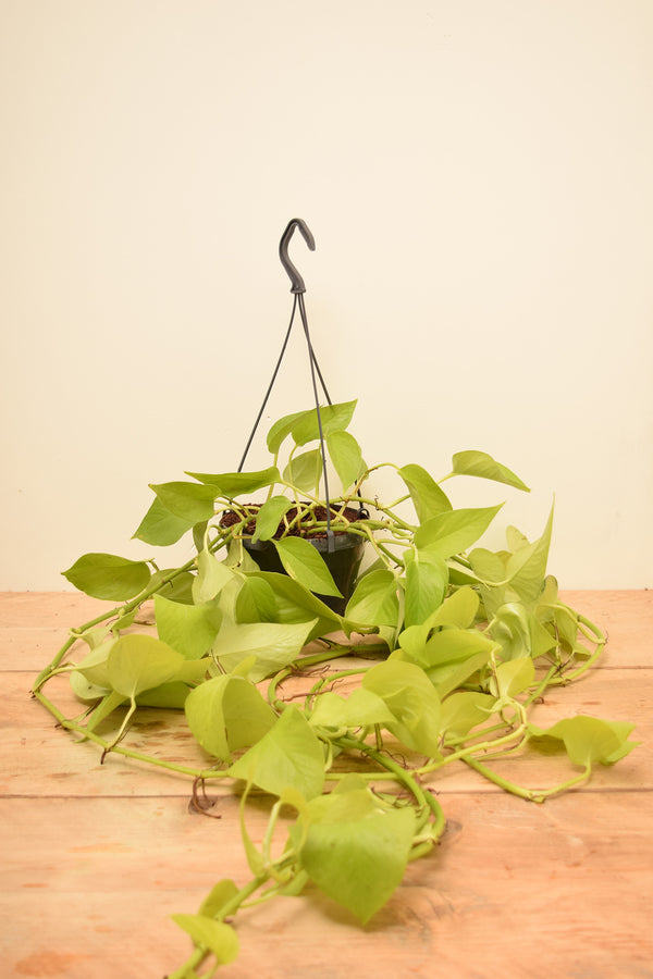 Epipremnum aureum 'Neon'