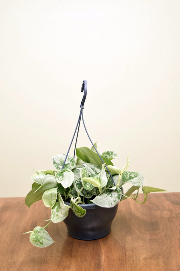 Scindapsus pictus 'Silvery Ann'