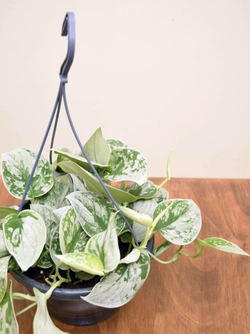 Scindapsus pictus 'Silvery Ann'