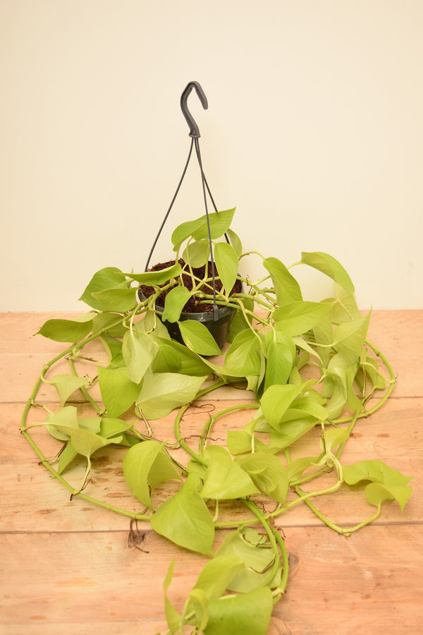 Epipremnum aureum 'Neon'