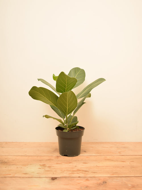 Ficus benghalensis 'Audrey'