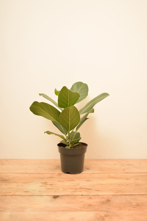 Ficus benghalensis 'Audrey'