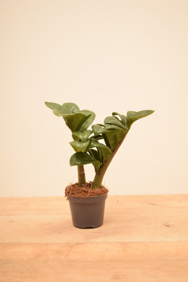 Zamioculcas zamiifolia 'Zenzi'