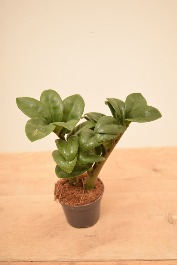 Zamioculcas zamiifolia 'Zenzi'