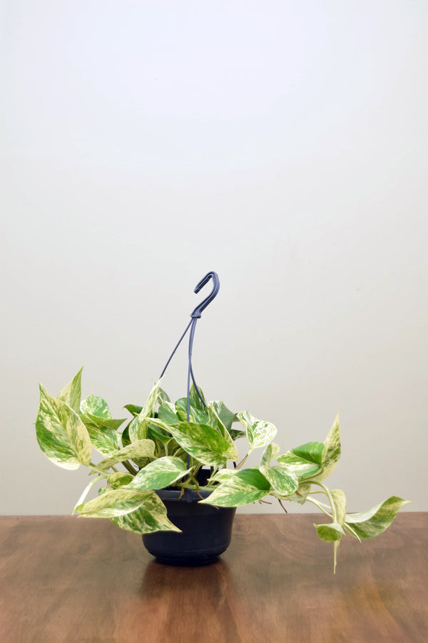 Epipremnum aureum 'Marble Queen'