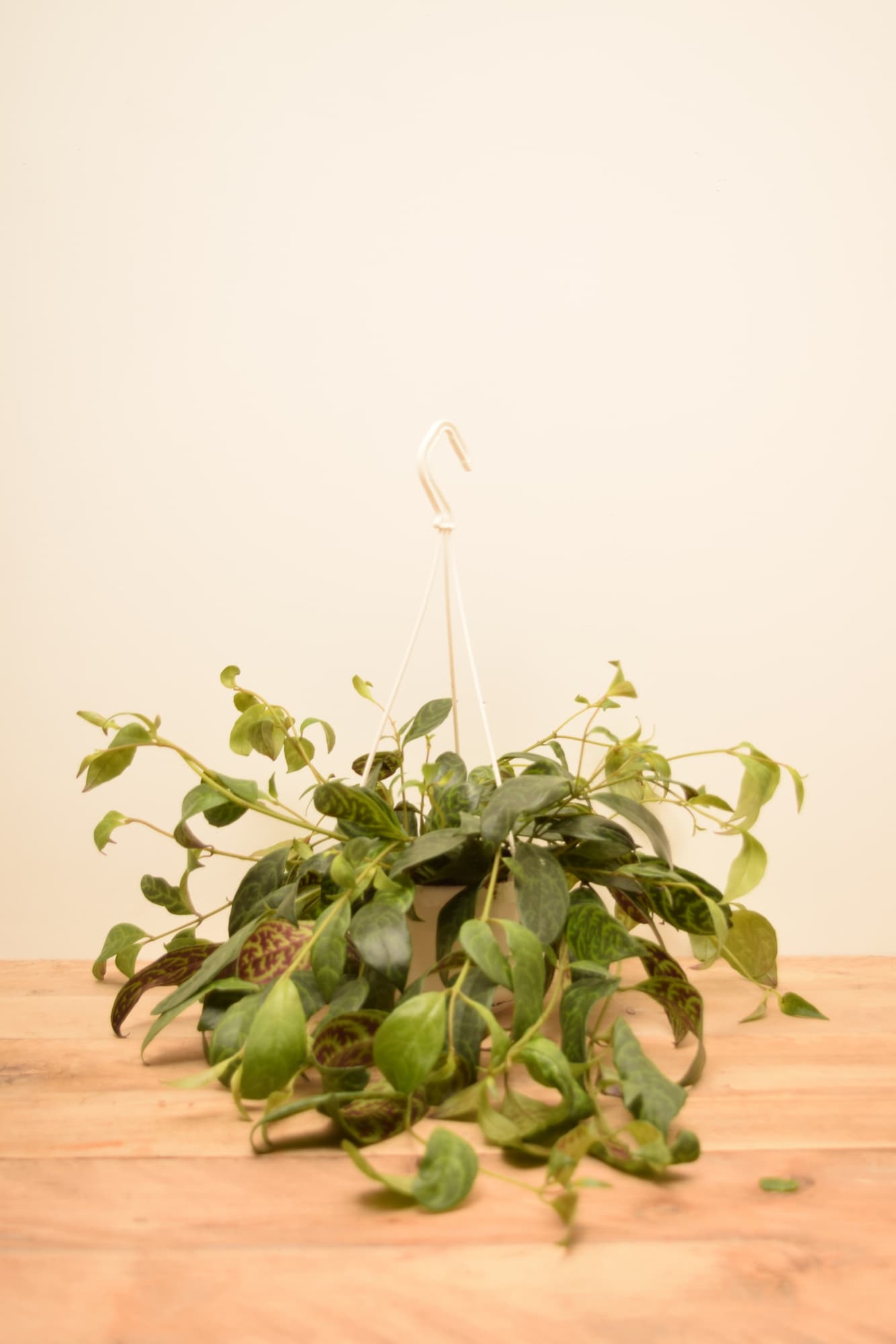 Aeschynanthus marmoratus