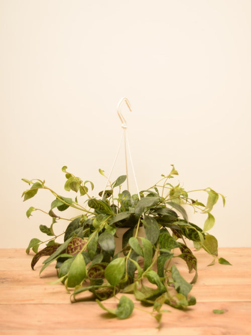 philodendron leopoldina Philodendron atabapoense 'Santa Leopoldina'