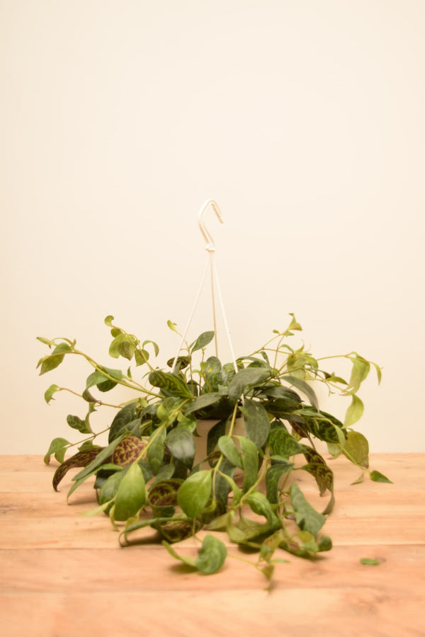 Aeschynanthus marmoratus