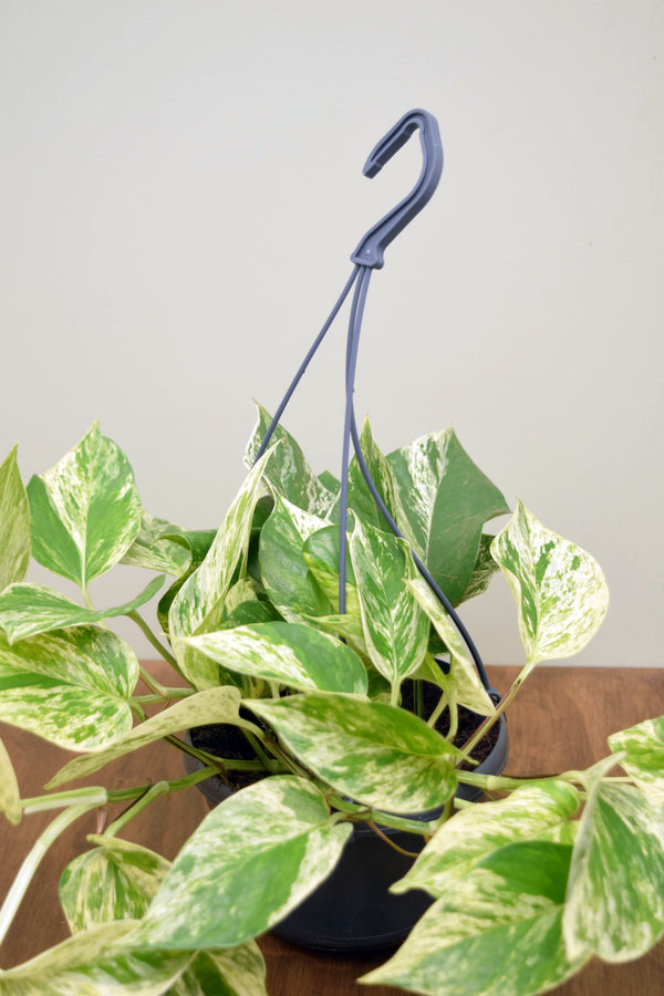 Epipremnum aureum 'Marble Queen'