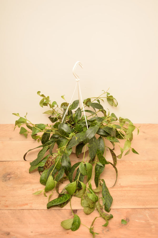 Aeschynanthus marmoratus