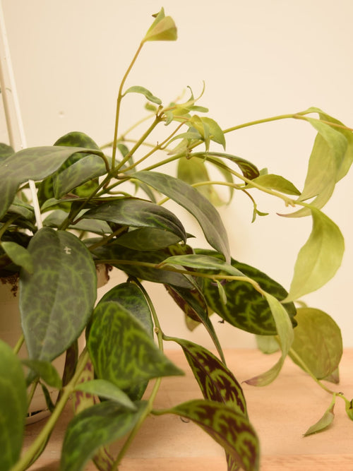 Aeschynanthus marmoratus