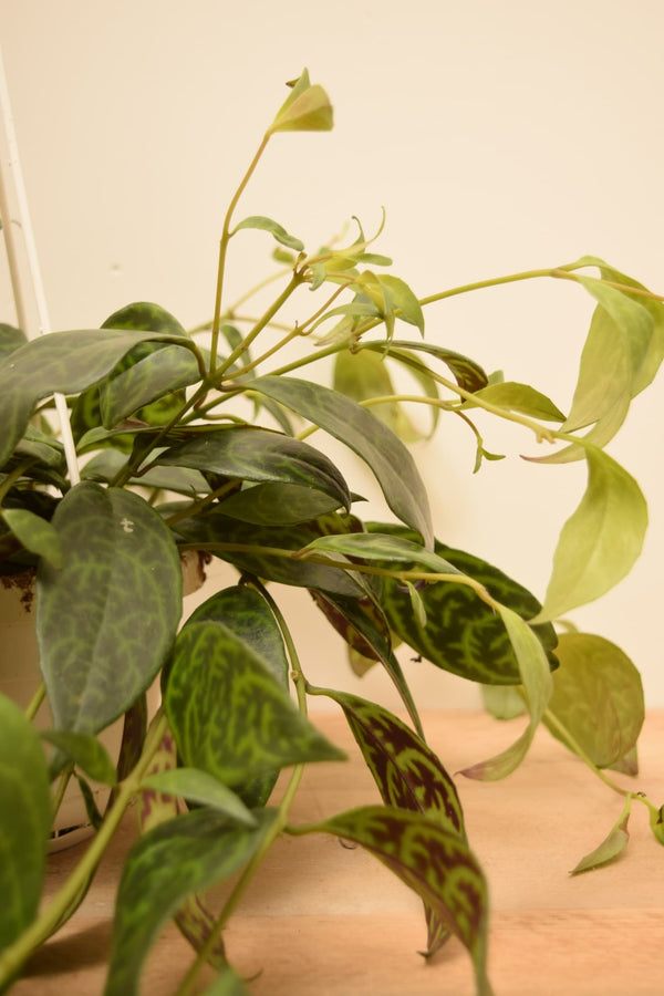 Aeschynanthus marmoratus