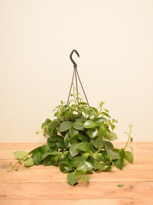 Aeschynanthus 'Mona Lisa'