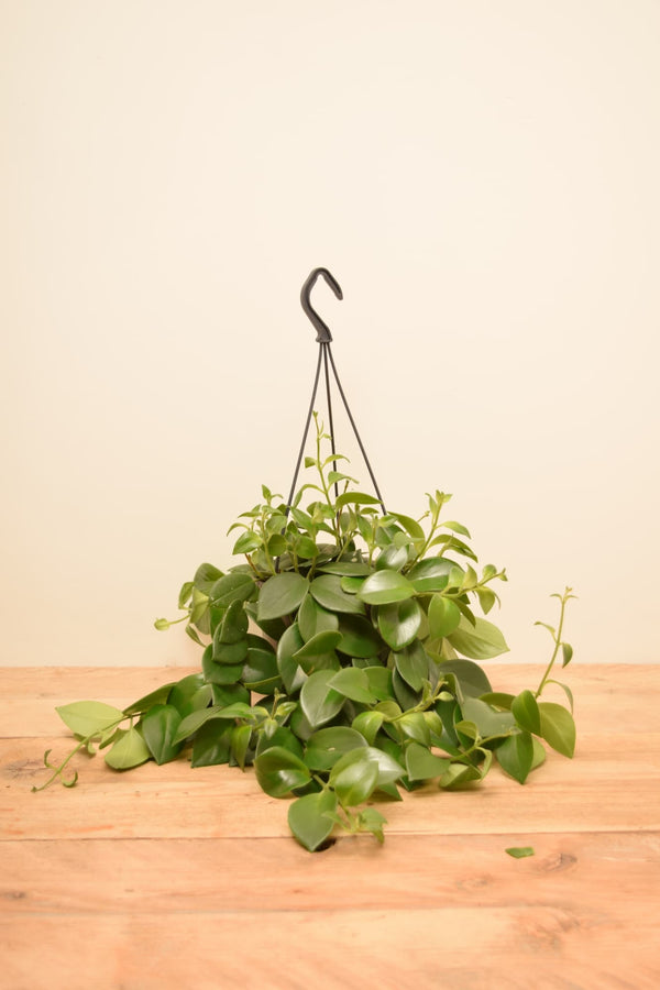 Aeschynanthus 'Mona Lisa'