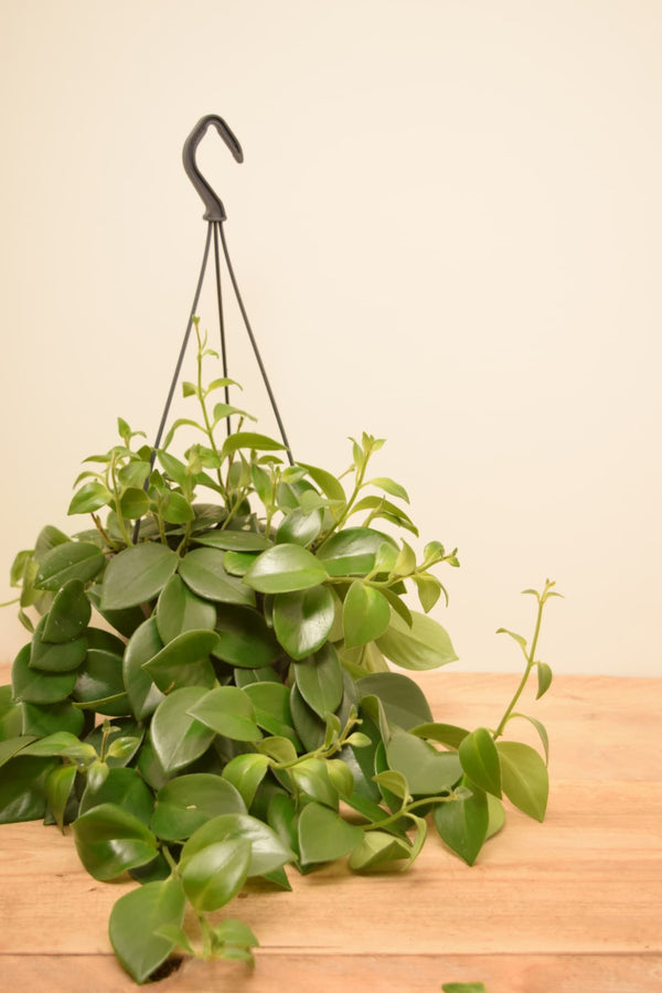 Aeschynanthus 'Mona Lisa'