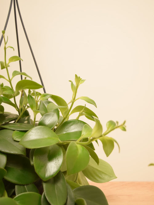 Aeschynanthus 'Mona Lisa'