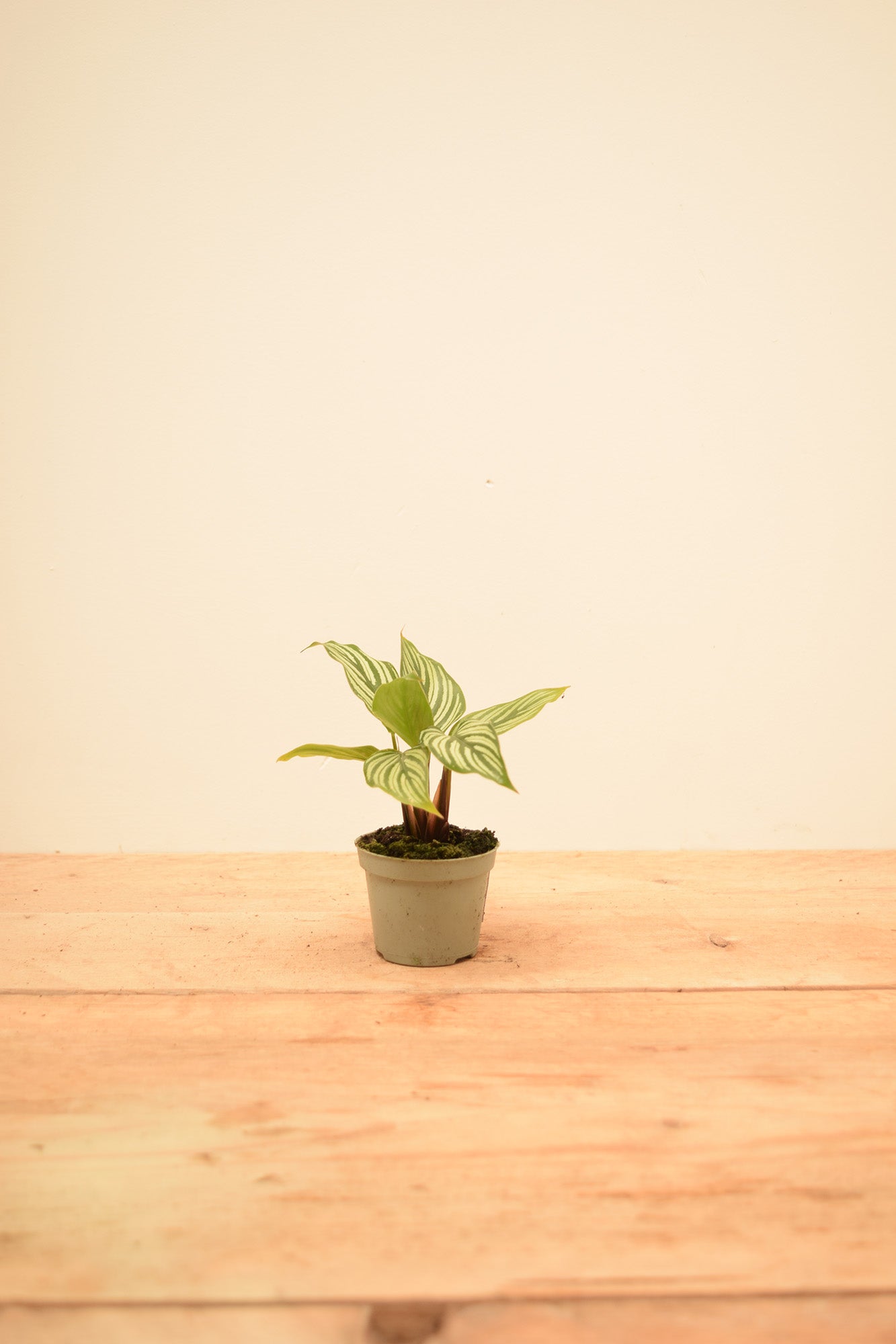 Goeppertia elliptica 'Vittata'