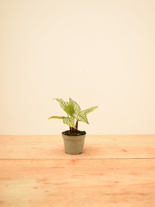 Goeppertia elliptica 'Vittata'