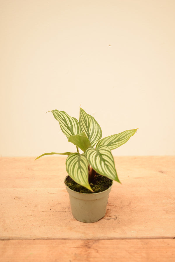 Goeppertia elliptica 'Vittata'