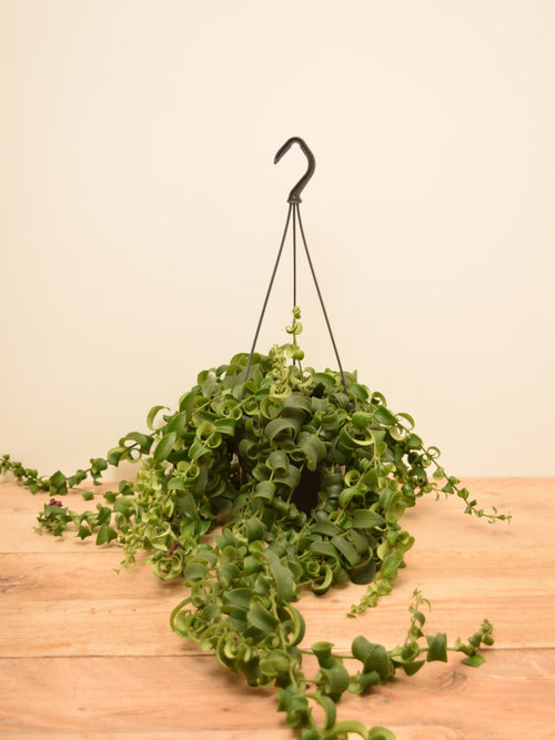 Aeschynanthus 'Rasta'