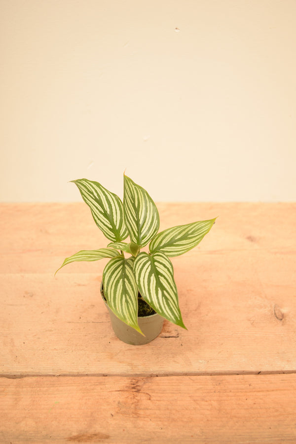 Goeppertia elliptica 'Vittata'