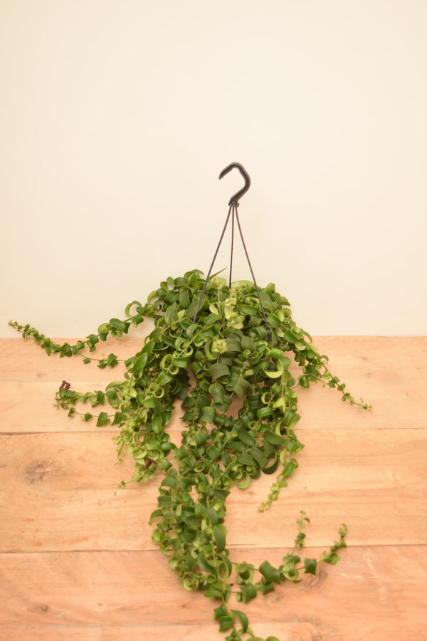 Aeschynanthus 'Rasta'