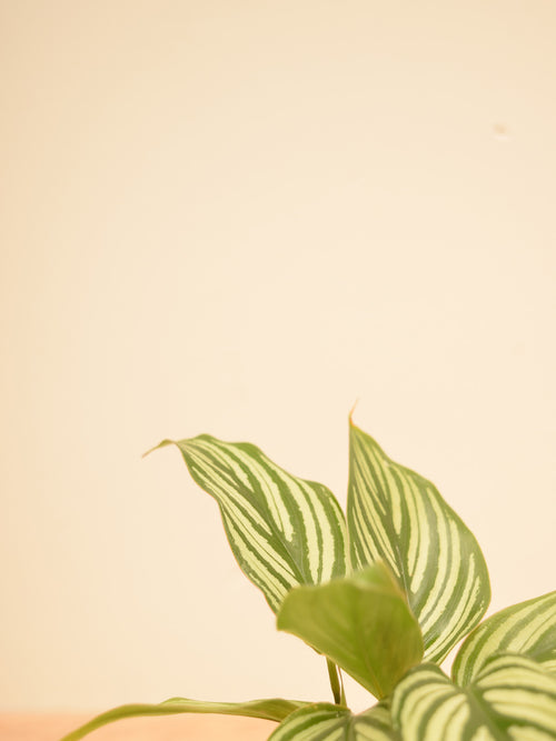 Goeppertia elliptica 'Vittata'