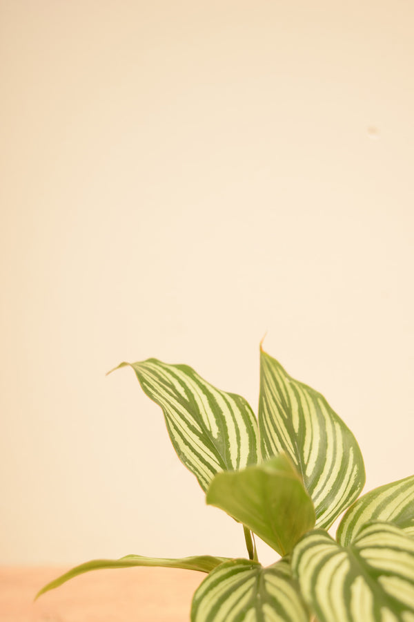 Goeppertia elliptica 'Vittata'