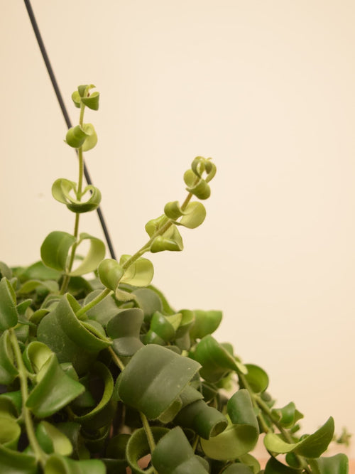 Aeschynanthus 'Rasta'