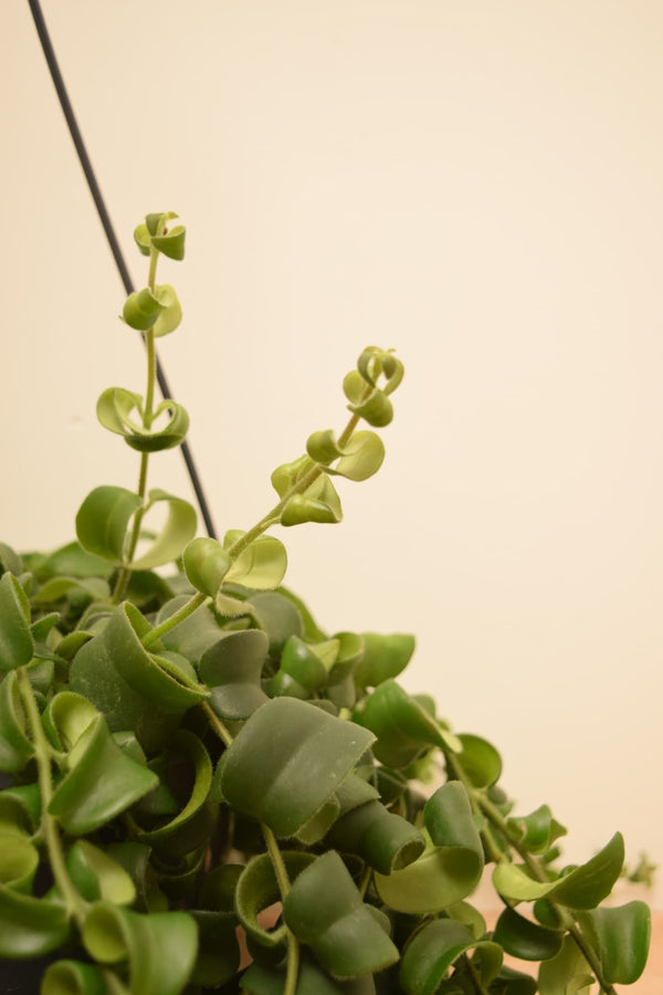 Aeschynanthus 'Rasta'