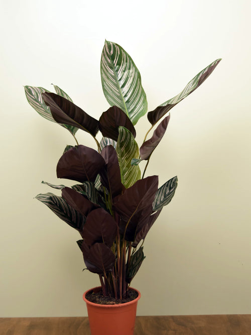 Goeppertia ornata 'Sanderiana'