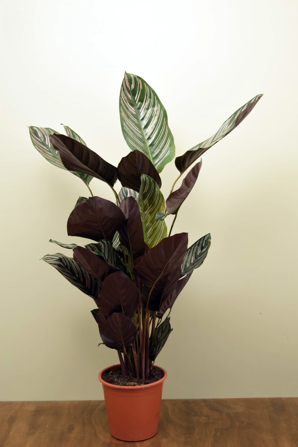 Goeppertia ornata 'Sanderiana'