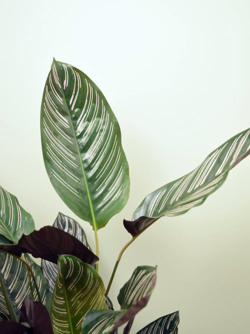 Goeppertia ornata 'Sanderiana'