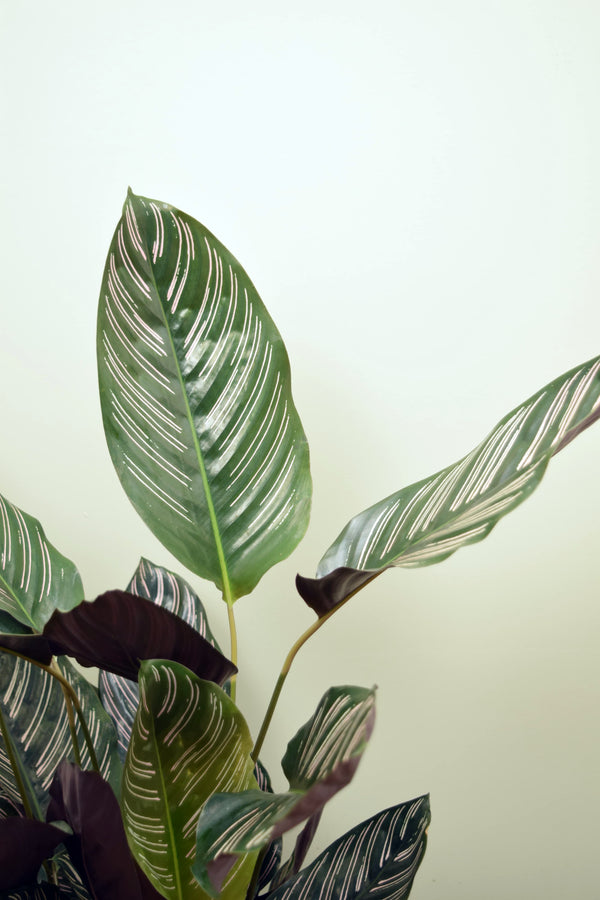 Goeppertia ornata 'Sanderiana'