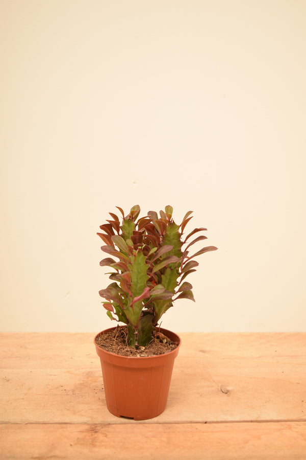 Euphorbia trigona 'Rubra'