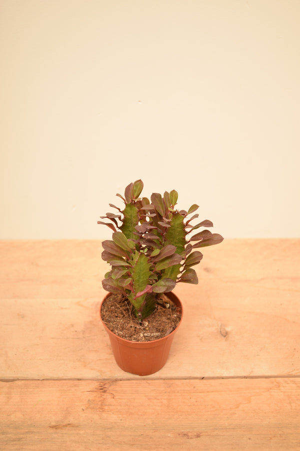 Euphorbia trigona 'Rubra'