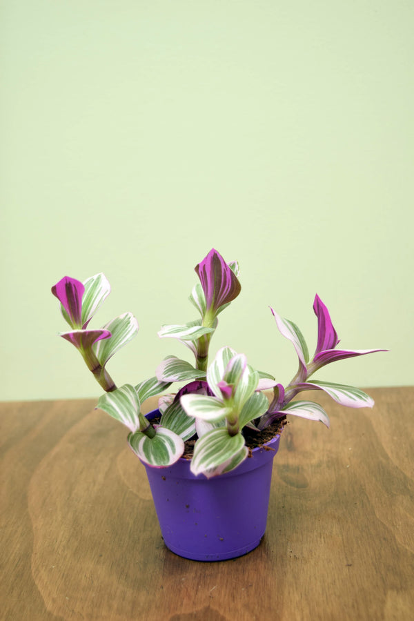 Tradescantia albiflora 'Nanouk'