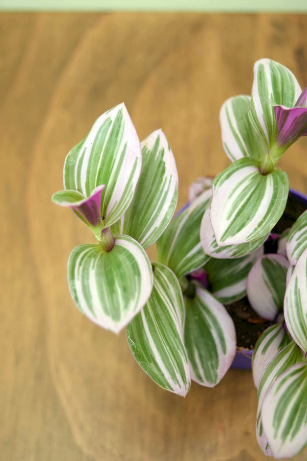 Tradescantia albiflora 'Nanouk'