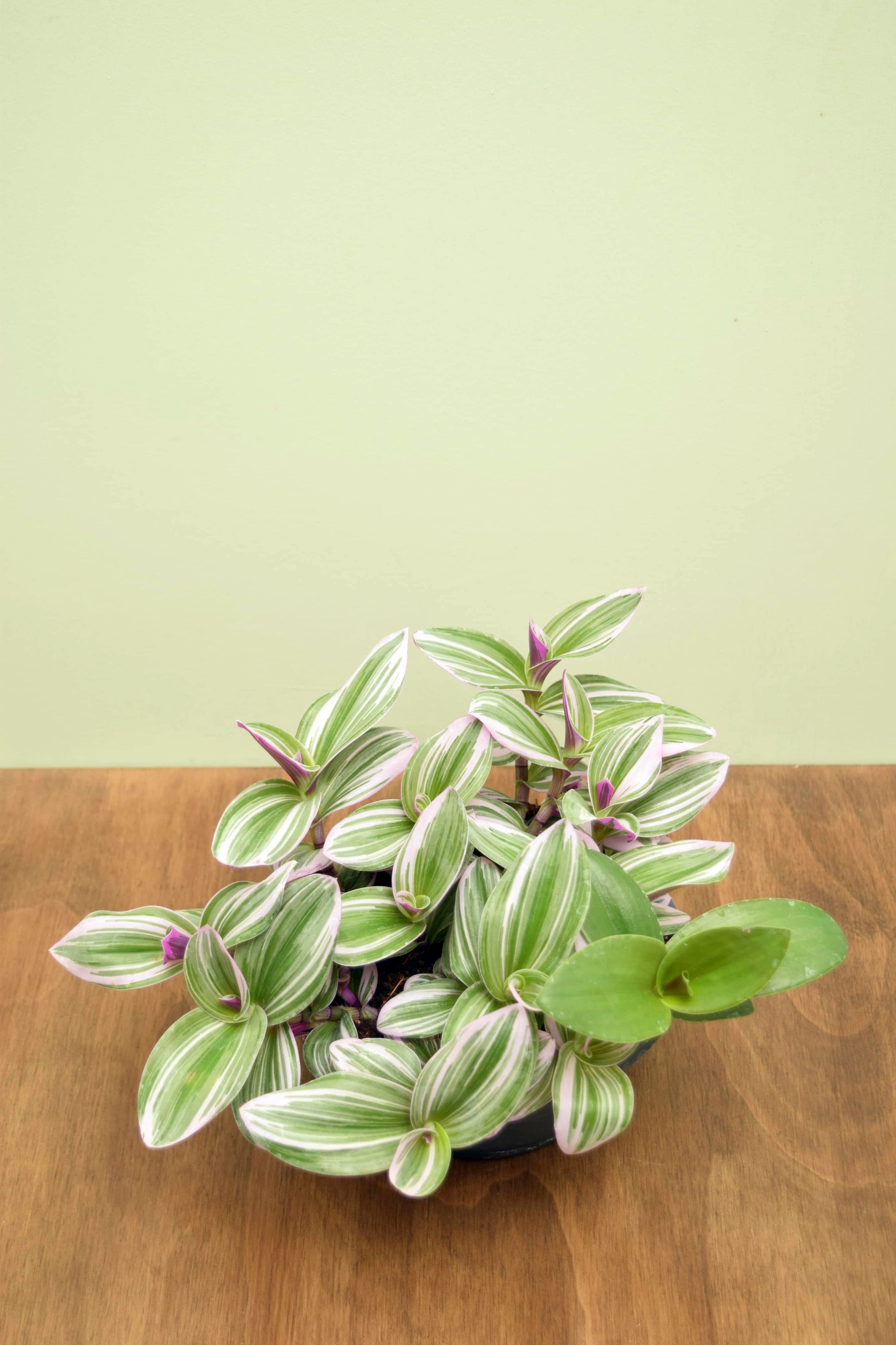 Tradescantia albiflora 'Nanouk'